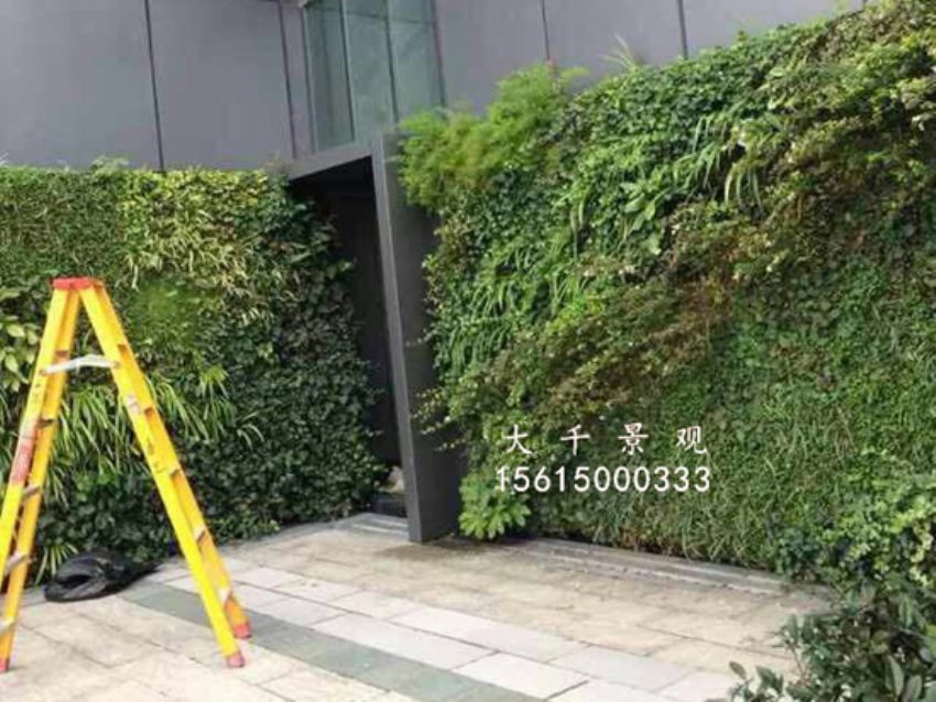 點(diǎn)擊查看詳細(xì)信息<br>標(biāo)題：綠植墻 閱讀次數(shù)：1564