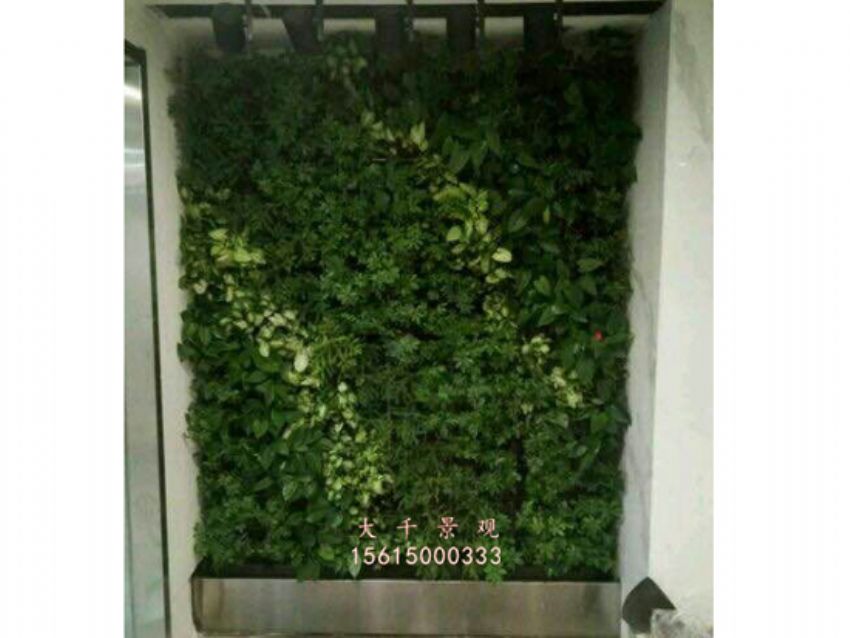 點(diǎn)擊查看詳細(xì)信息<br>標(biāo)題：綠植墻 閱讀次數(shù)：2151