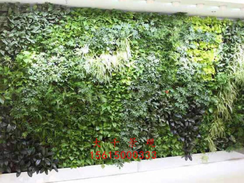 點(diǎn)擊查看詳細(xì)信息<br>標(biāo)題：綠植墻 閱讀次數(shù)：2465